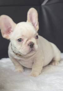 FRENCH BULLDOG PUPPIES FB270🌻Cute Puppy Female