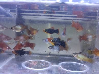 Platy Fish 