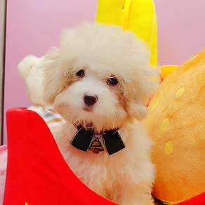 Maltipoo