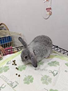 mix rabbit 