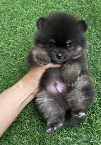 POMERANIAN PUPPIES P135 available cute cute male