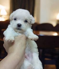 Maltese 