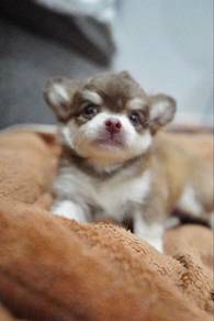 Cute Chihuahua Puppy 011