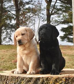 Labrador retriever i