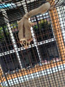 induk sugar glider 