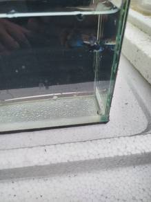 Blue Head Moscow Guppy
