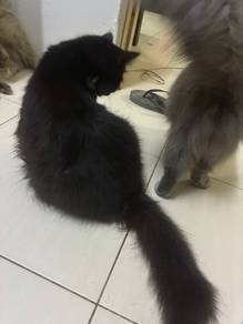 Rehome cat
