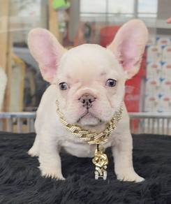 FRENCH BULLDOG PUPPIES FB253🌻Cute Puppy Available