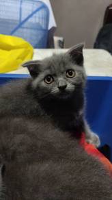 bsh Scottish fold 