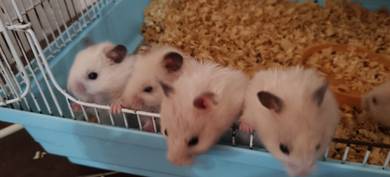hamster