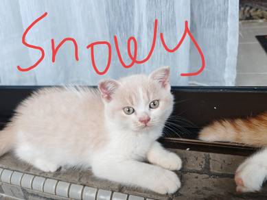Bsh Mx Scottish fold