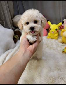 tiny toy poodle