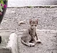 Cat 