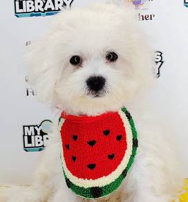 Bichon Frise