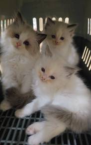 ragdoll kitten