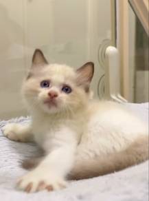 Ragdoll Female Kitten