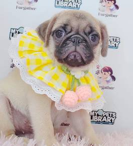 Pug