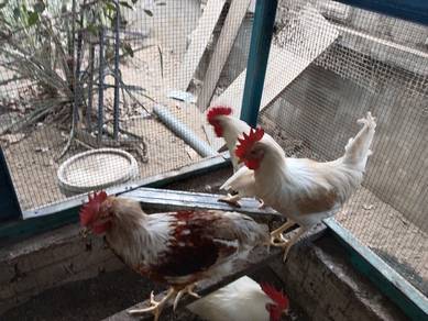 Bapak ayam penelur / Benih ayam telur