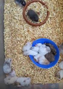 Hamster Big Bone