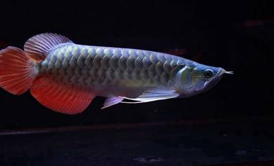 arowana super red 8 inch -wholesale price