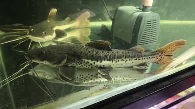 12inch Leopard Shovelnose Catfish