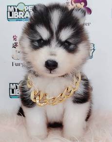 Wooly Husky