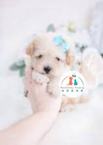 Poodle Toy