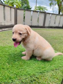 Labrador