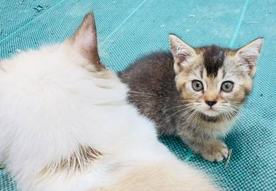 Munchkin Golden BSH