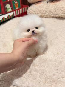 Pomeranian