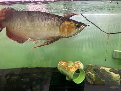 Arowana 19 In. Fulll Colour Tannig. Gred A. 