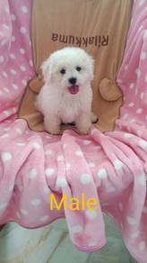 Bichon For Sale