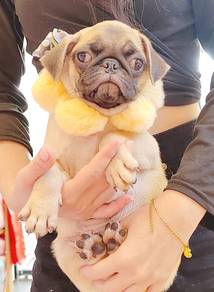 Pug