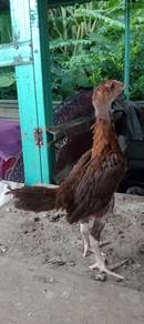 ayam