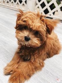 Maltipoo