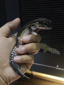 leopard gecko