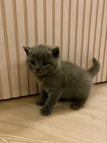 Bsh kitten for rehome
