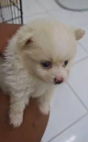 Tiny pomeranian