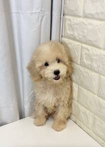 v31 Lovely Poodle Dog