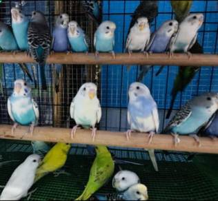 burung Baji sepasang 