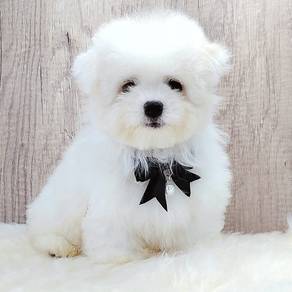 Maltipoo