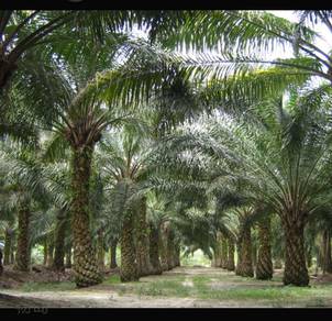 Agricultural Land in Kuala Kubu Baru, SGR