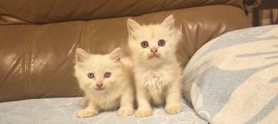 Maine Coon Mix Kitten