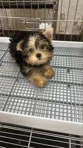 Yorkshire Terrier Female Puppy F6