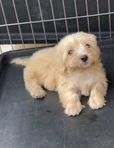 Maltipoo
