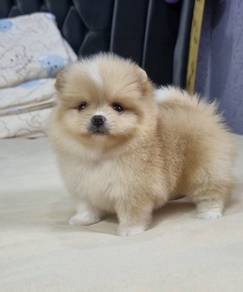 POMERANIAN PUPPIES A178 🌻 Sort of shine Boy~Girl