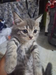 BSH Kitten (warna Tabby)