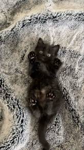 Black Kitten Mix Mainecoone Persian