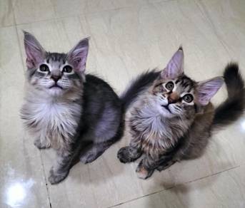 mainecoon