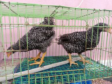 ayam penelur BPR